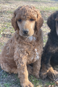 Rocket - Red Boy Adventure